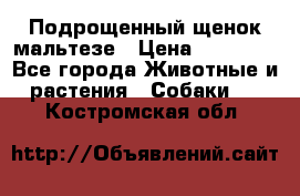 Подрощенный щенок мальтезе › Цена ­ 15 000 - Все города Животные и растения » Собаки   . Костромская обл.